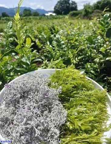 張家界莓茶價(jià)格探索之旅，自然美景與內(nèi)心寧靜的尋找