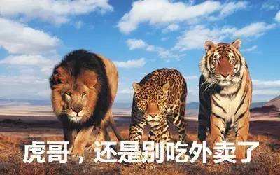 最新虎獅，學(xué)習(xí)變革的力量，自信與成就感的崛起之路