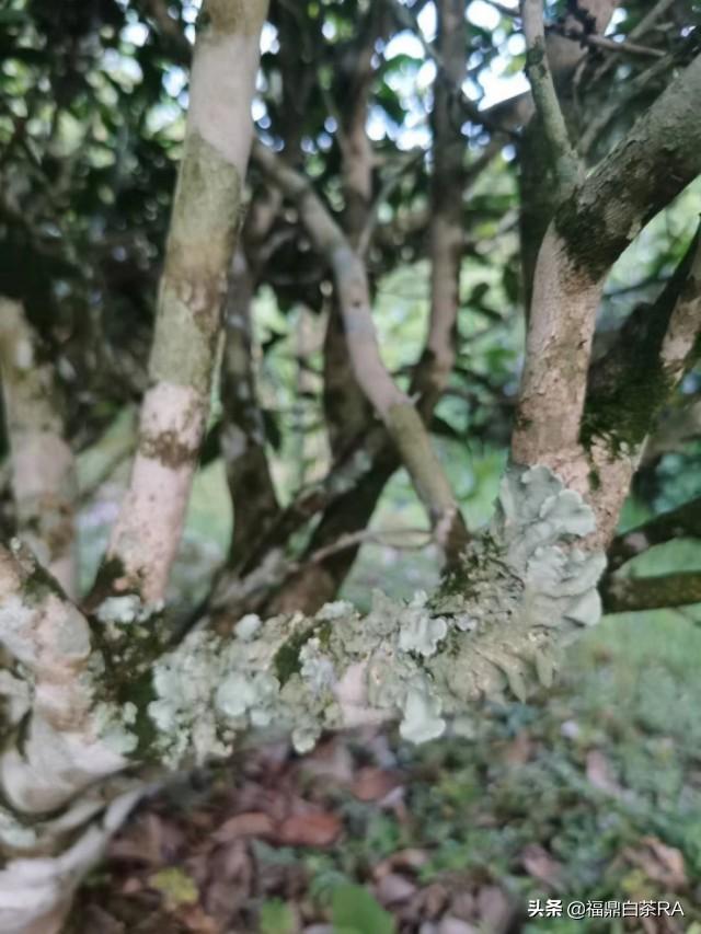 老樅紅茶價格，深度探討歷史背景與地位影響下的價格走勢