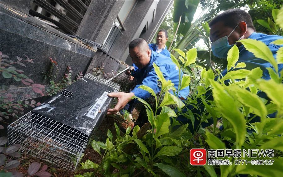 小巷神秘寶藏揭秘，最新捕蛇籠探秘
