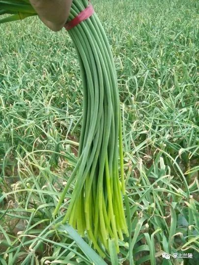 最新蒜苔價(jià)格變動，學(xué)習(xí)中的自信與成就感的源泉