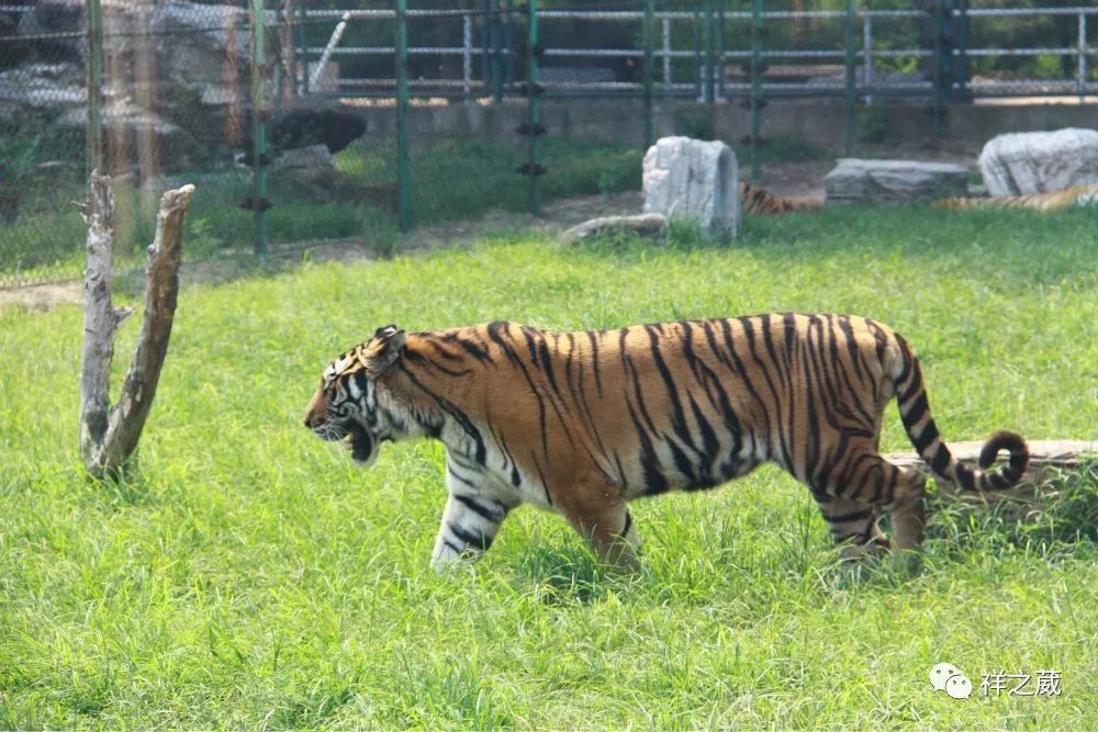 動(dòng)物園老虎吃人事件揭秘，科技重塑現(xiàn)實(shí)，震撼體驗(yàn)新紀(jì)元